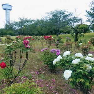 古代蓮の里の牡丹