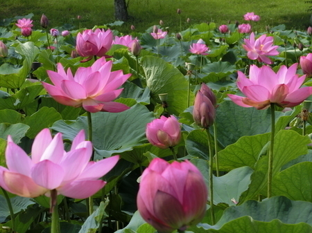 蓮の開花期