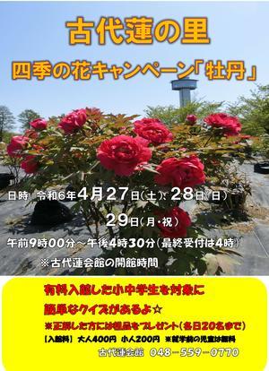 四季の花キャンペーン「牡丹」