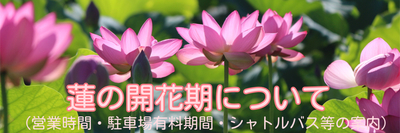 蓮の開花期について